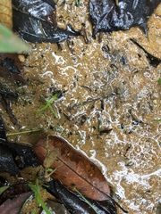 Utricularia minutissima