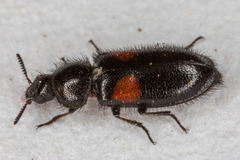 Divales bipustulatus