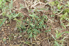 Trifolium baccarinii