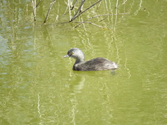 Tachybaptus dominicus