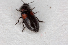 Divales bipustulatus