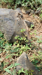 Trifolium baccarinii