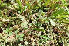 Trifolium baccarinii