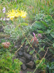 Hypericum nummularium