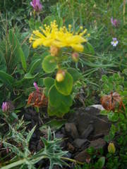 Hypericum nummularium