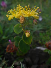 Hypericum nummularium