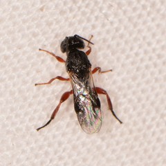 Cheloninae