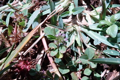 Trifolium baccarinii