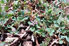 Trifolium baccarinii