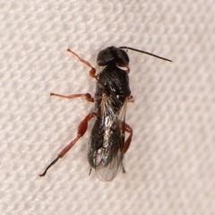 Cheloninae