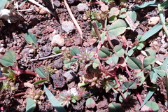 Trifolium baccarinii