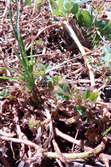 Trifolium baccarinii