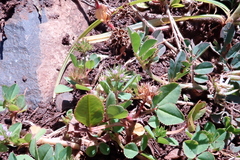 Trifolium baccarinii