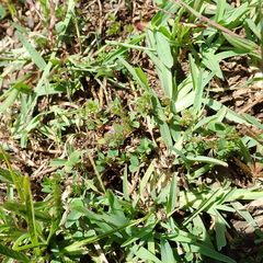 Trifolium baccarinii