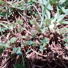 Trifolium baccarinii
