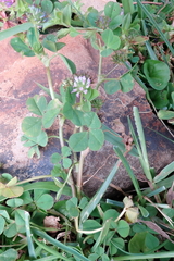 Trifolium baccarinii