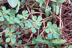 Trifolium baccarinii
