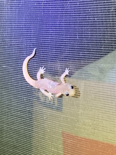 Arboreal Salamander, Doubletree Ln, Livermore, CA, US, photo 6 of 10