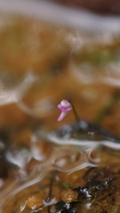 Utricularia minutissima