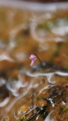 Utricularia minutissima