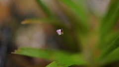 Utricularia minutissima