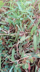 Trifolium baccarinii