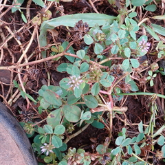 Trifolium baccarinii