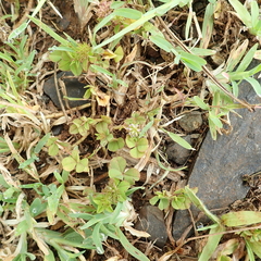 Trifolium baccarinii