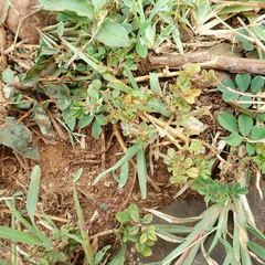 Trifolium baccarinii