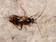 Eustictus