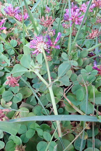 Trifolium mattirolianum
