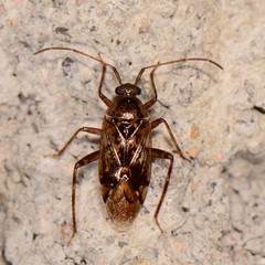 Eustictus