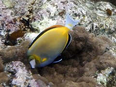 Acanthurus japonicus