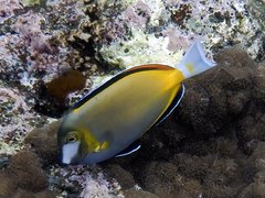 Acanthurus japonicus