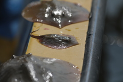 Brevitrygon imbricata