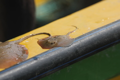 Brevitrygon imbricata