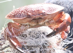 Atergatis integerrimus