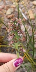 Echiostachys ecklonianus