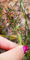 Echiostachys ecklonianus