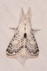 Apotolype brevicrista