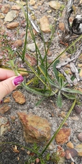 Echiostachys ecklonianus