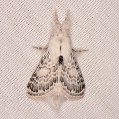 Apotolype brevicrista
