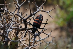 Ceroplesis capensis