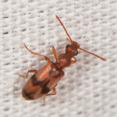 Notoxus haustrus