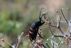 Ceroplesis capensis