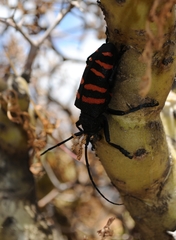 Ceroplesis capensis