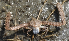 Parthenope longimanus