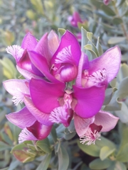Polygala myrtifolia