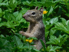 Otospermophilus variegatus