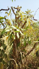 Euphorbia venenifica